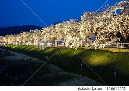 Mamigasaki Sakura Line Illumination Mamigasaki Sakura Line Illumination 126019652