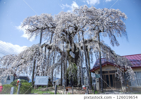 權現堂的垂枝櫻花樹 126019654