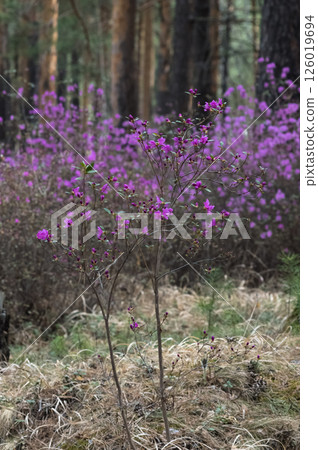 Flowering of Daurian Rhododendron (lat. Rhododendron dauricum) in the wild forest. Landscape. Plants of Eastern Siberia. Russia. Flowering of Daurian Rhododendron (lat. Rhododendron dauricum) in the wild forest. Landscape. Plants of Eastern Siberia. Russia. 126019694