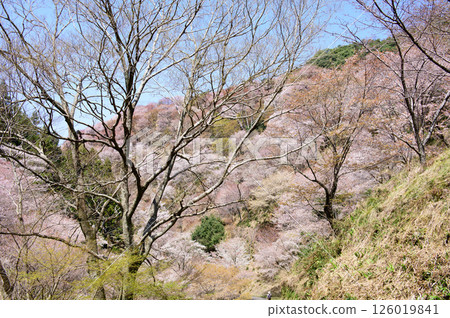 Walking through the beautiful, fully bloomed Nakasenbonzakura cherry blossoms in Yoshino, Nara Prefecture Walking through the beautiful, fully bloomed Nakasenbonzakura cherry blossoms in Yoshino, Nara Prefecture 126019841