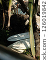 Surfboard in the shadow of a tree 126019842