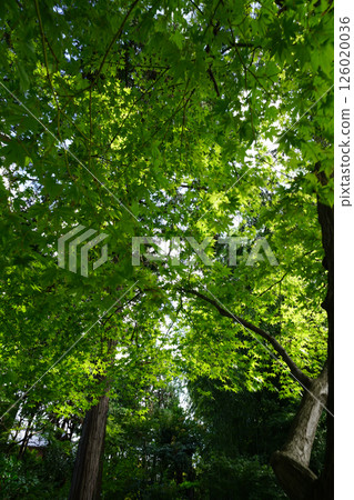 Beautiful Japanese maple garden at a Buddhist temple in Kyoto 126020036