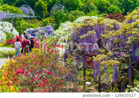 Ashikaga Flower Park Ashikaga Flower Park 126020327