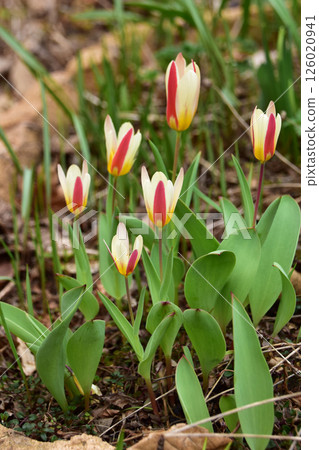花園裡的雙色迷你鬱金香 126020941
