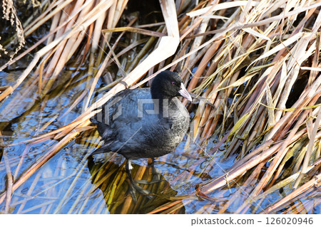 A coot walking on the reeds on the riverbank 126020946