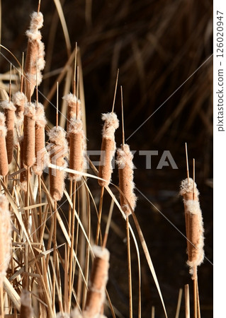 Fluffy winter cattails 126020947