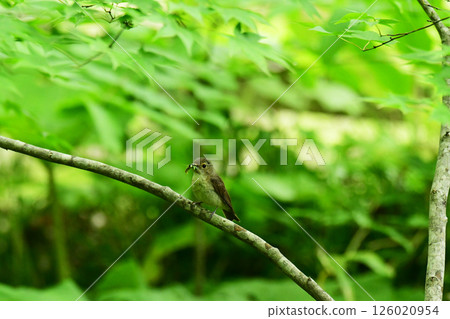 A female Narcissus flycatcher holding an insect in its mouth 126020954