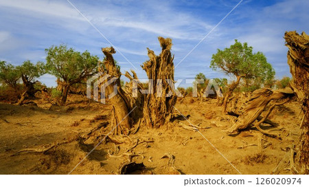 胡楊 (中國-義烏) 126020974