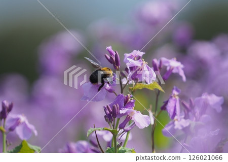 紫色的花和大黃蜂 126021066