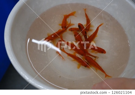 A lot of goldfish caught by a child at the festival and a child's finger 126021104