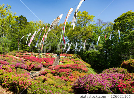 Daijo Azalea Festival in Matsukawa Town, Shimoina County, Nagano Prefecture 126021105