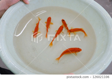 Six goldfish caught by a child at a festival and the child's finger Six goldfish caught by a child at a festival and the child's finger 126021106