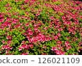 紅杜鵑花照片 126021109