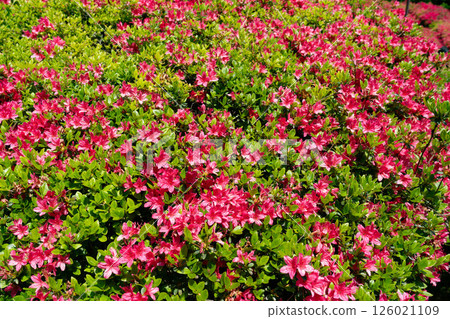 Red azalea flower photo Red azalea flower photo 126021109