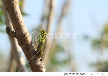 楤木芽 楤木芽 126021122