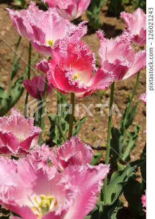 開花在公園的鬱金香 開花在公園的鬱金香 126021243