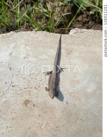 Close-Up of Grayish-Brown Lizard on Concrete with Sunlit Background Close-Up of Grayish-Brown Lizard on Concrete with Sunlit Background 126021281