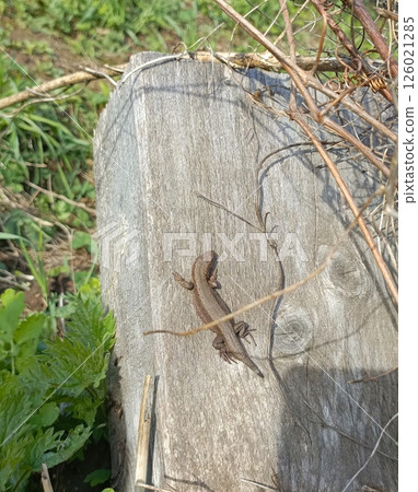 Striped Lizard Basking on Weathered Wooden Surface with Natural Debris Striped Lizard Basking on Weathered Wooden Surface with Natural Debris 126021285