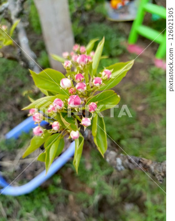 Pink pear flower buds blooming on branches with fresh leaves in a spring garden 126021305