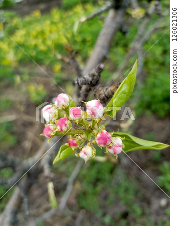 Pink pear flower buds on a tree branch in the garden in early spring Pink pear flower buds on a tree branch in the garden in early spring 126021306