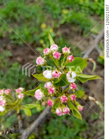 A dense cluster of blooming pear buds with pink edges in a natural setting 126021307