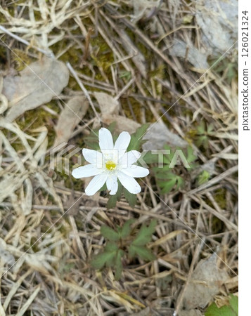 Single White Wood Anemone Blooming in Leaf Litter with Shallow Depth of Field 126021324