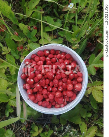 Fresh Wild Strawberries Abundantly Filling White Pail Among Garden Foliage 126021350