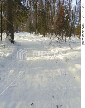 Tranquil Winter Forest Path Softly Illuminated by Natural Sunlight Tranquil Winter Forest Path Softly Illuminated by Natural Sunlight 126021358