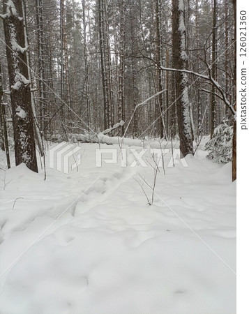 Peaceful Snow-Laden Forest Path Winding Through Majestic Pine Trees Peaceful Snow-Laden Forest Path Winding Through Majestic Pine Trees 126021360