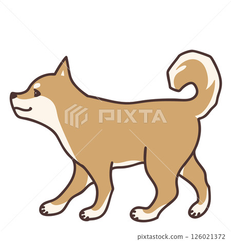 朝左行走的柴犬 朝左行走的柴犬 126021372