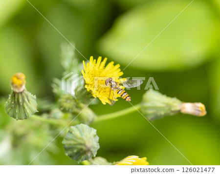 A hoverfly resting on a common sowweed flower A hoverfly resting on a common sowweed flower 126021477