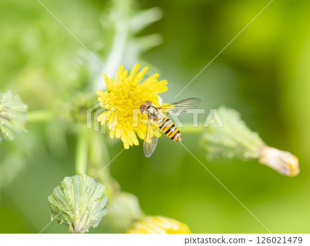 A hoverfly resting on a common sowweed flower 126021479