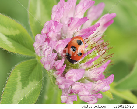 Murasakitetsukusa and ladybird 126021589