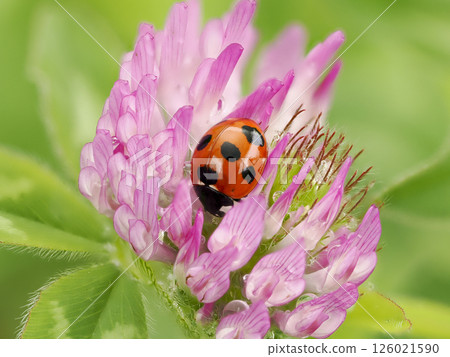 Murasakitetsukusa和瓢蟲 126021590