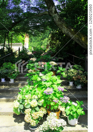 Hydrangea corridor shining on the stone steps of Okadera Temple Hydrangea corridor shining on the stone steps of Okadera Temple 126021660