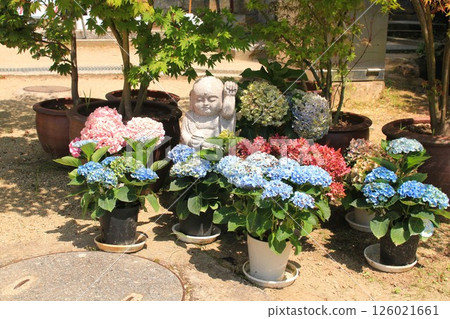 岡寺繡球花 126021661