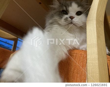 Cat on the chair Cat on the chair 126021691