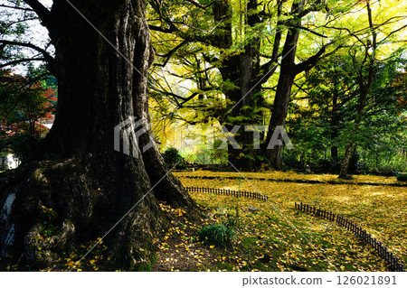 法隆寺的銀杏地毯和大樹 法隆寺的銀杏地毯和大樹 126021891