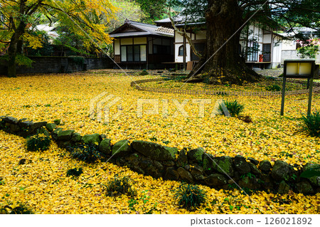 法隆寺的銀杏地毯 126021892