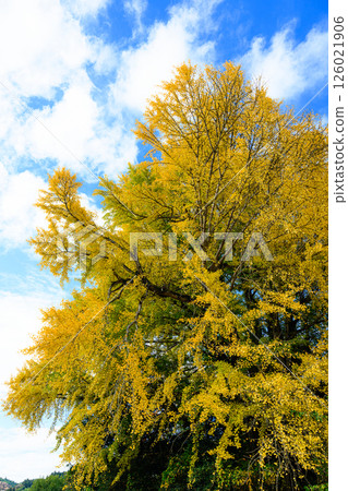 A large ginkgo tree with autumn leaves at Horyuji Temple 126021906