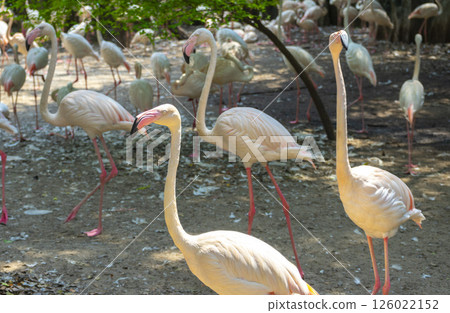 Flock of flamingos in a zoo 126022152