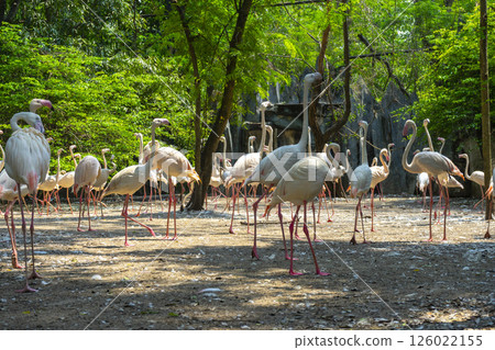 Flock of flamingos in a zoo Flock of flamingos in a zoo 126022155