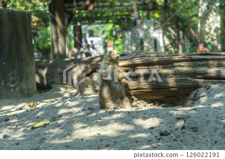 Prairie Dog Sits On the Edge of A Hole. Prairie Dog Sits On the Edge of A Hole. 126022191