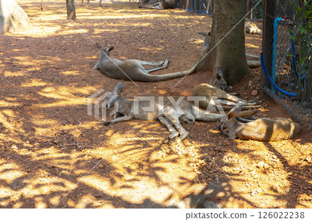 Wild red kangaroo sleeping and resting on the grass in the park 126022238