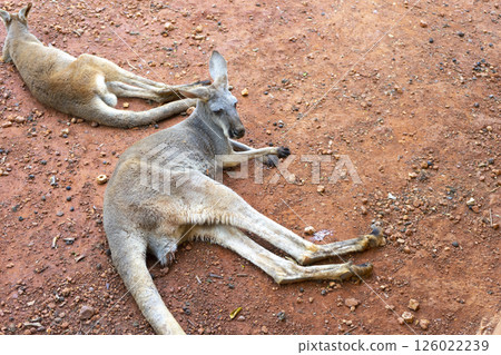 Wild red kangaroo sleeping and resting on the grass in the park 126022239