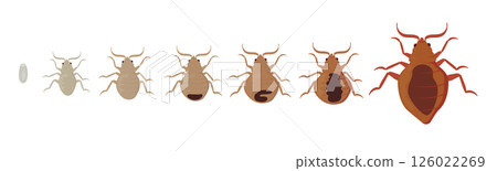 Bed Bug Growth Stages from Egg to Adult Insect 126022269