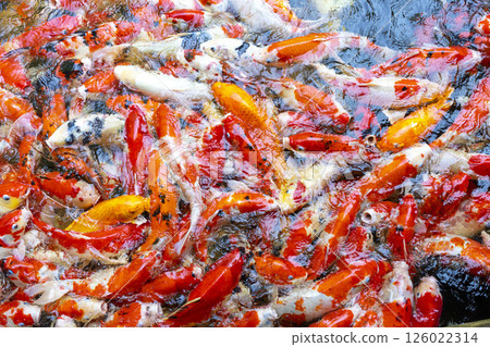 Pond with goldfish or Golden carp Japanese name-koi fish, Nishikigoi, Cyprinus carpio haematopterus in the pond, close-up of koi fish. Pond with goldfish or Golden carp Japanese name-koi fish, Nishikigoi, Cyprinus carpio haematopterus in the pond, close-up of koi fish. 126022314