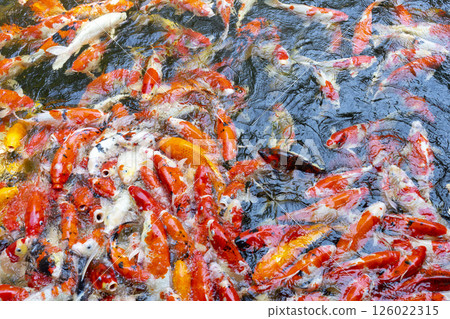 Pond with goldfish or Golden carp Japanese name-koi fish, Nishikigoi, Cyprinus carpio haematopterus in the pond, close-up of koi fish. Pond with goldfish or Golden carp Japanese name-koi fish, Nishikigoi, Cyprinus carpio haematopterus in the pond, close-up of koi fish. 126022315