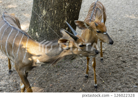 A Nyala female (Tragelaphus angasii) in a zoo. A Nyala female (Tragelaphus angasii) in a zoo. 126022328