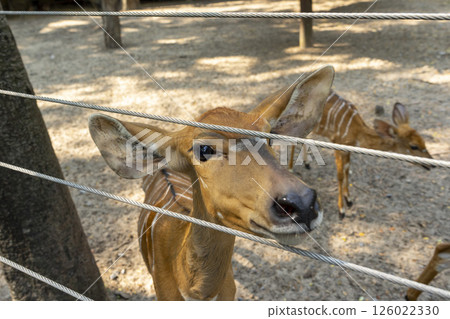 A Nyala female (Tragelaphus angasii) in a zoo. 126022330